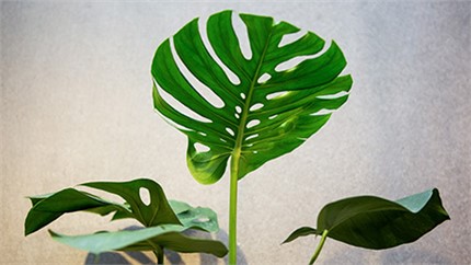 為什么在店里長得好好的植物，買回家就命都沒了？